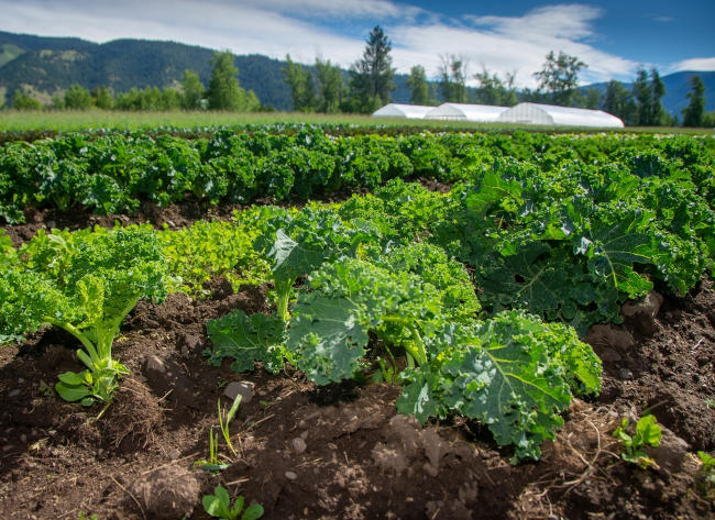 Green garden fields with a backdrop of mountains.
