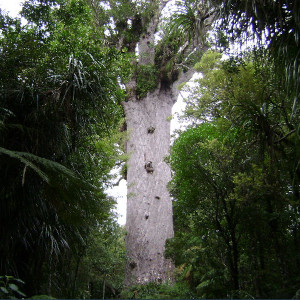 The giant Kauri tree, Tane Mahuta, is a short drive north.