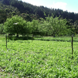 Our organic gardens and orchard
